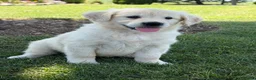 Golden Retriever dogs for sale: Paprika - Ad 2
