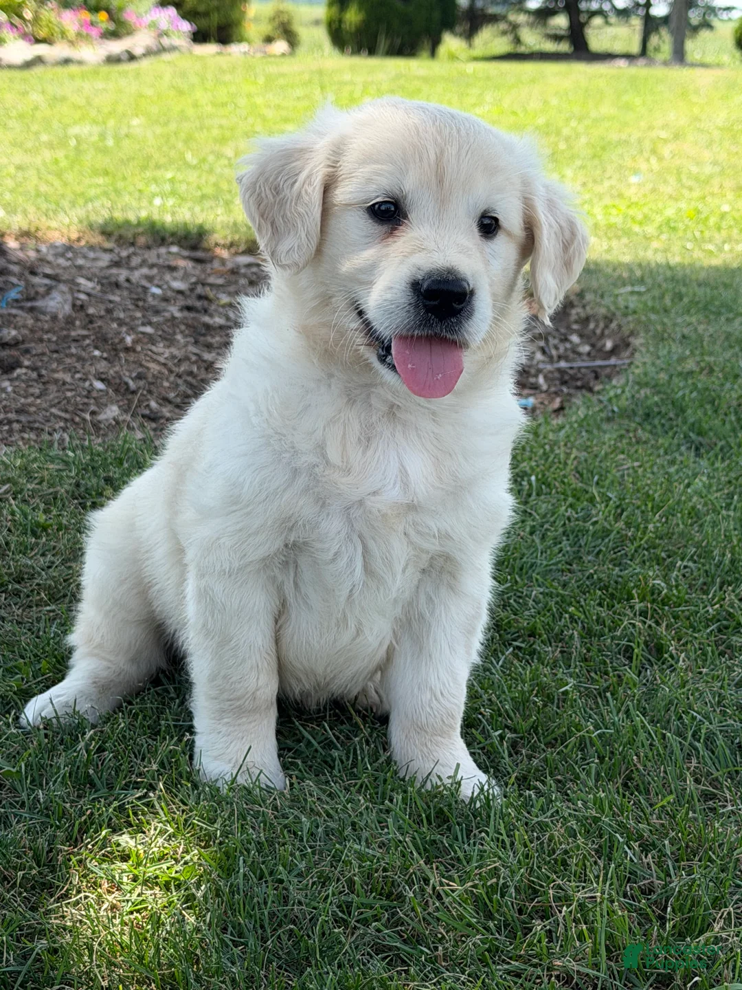 Golden Retriever dogs for sale: Paprika - Ad 2