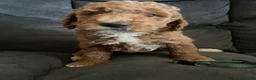 Mini Goldendoodle dogs for sale: Green collar - Ad 6