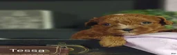 Cavapoo dogs for sale: Cavapoo 4 Tessa - Ad 9