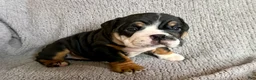 English Bulldog dogs for sale: Tia - Ad 7