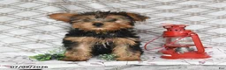 Yorkshire Terrier dogs for sale: Victor - Ad 1