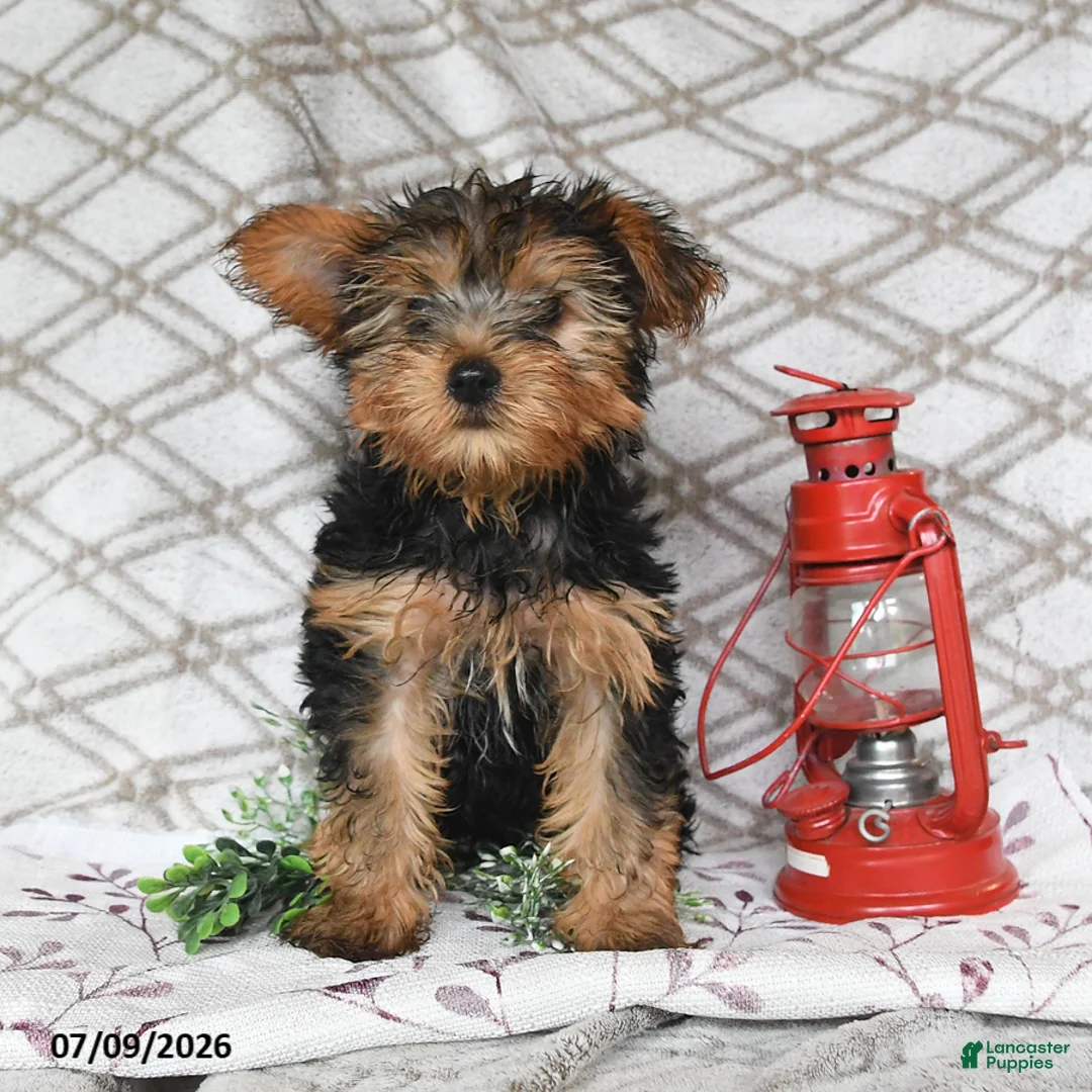 Yorkshire Terrier dogs for sale: Victor - Ad 1