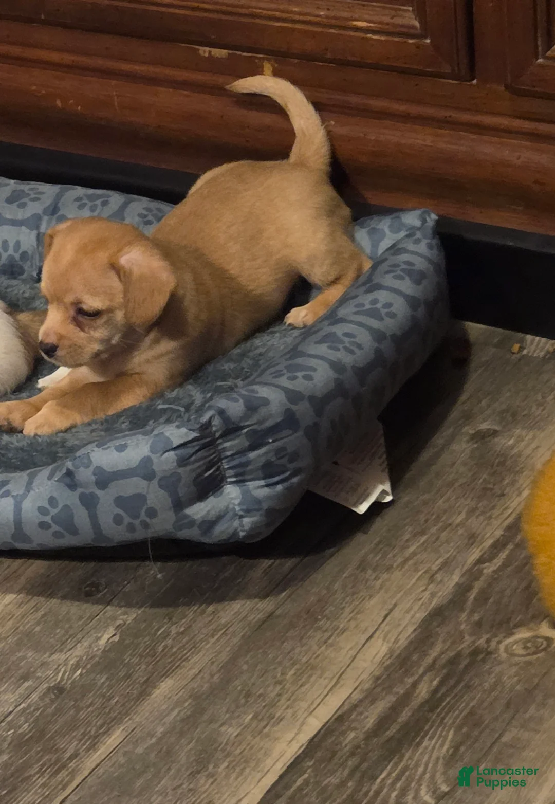 Chihuahua dogs for sale: Chihuahua 4 (Little Miss) - Ad 2