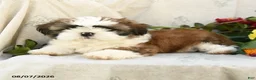 Shih Tzu dogs for sale: Rachael - Ad 2
