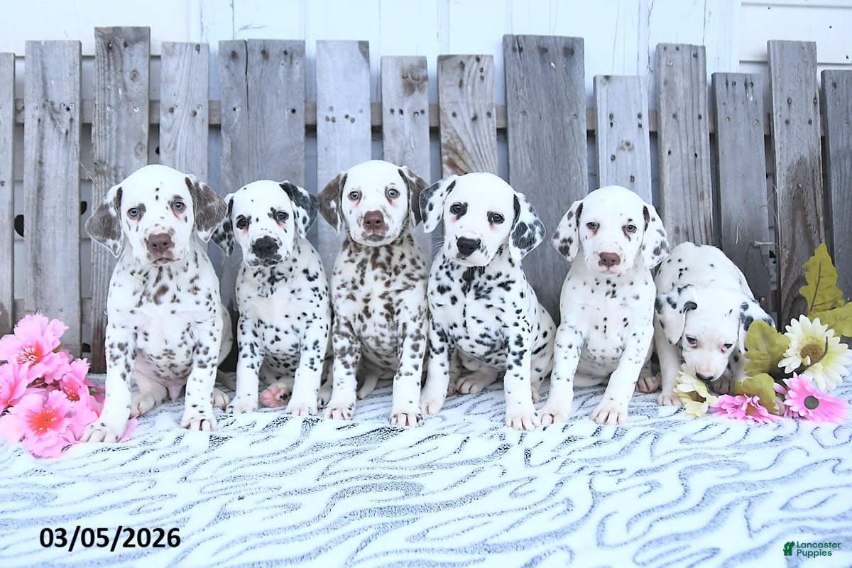 Dalmatian dogs Ember - Ad 2