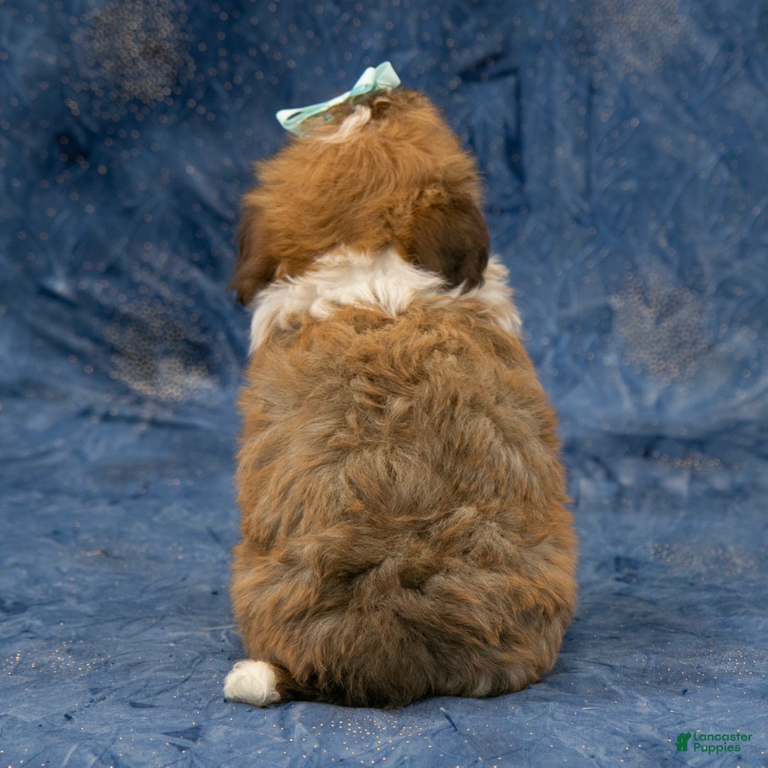 Havanese dogs for sale: Zues - Ad 7