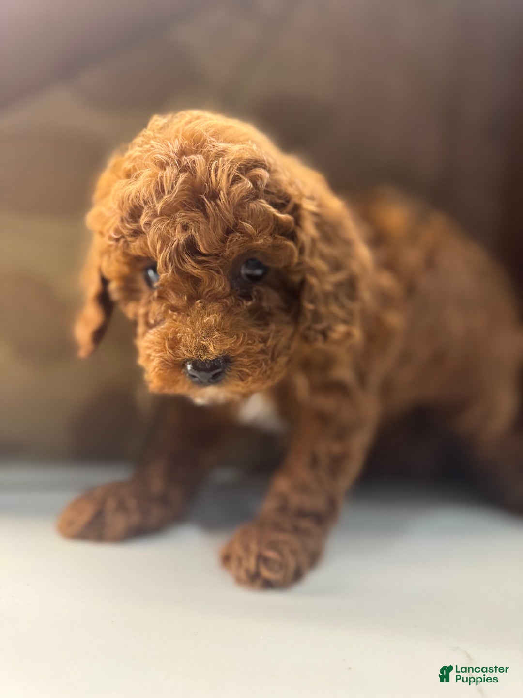 Toy Poodle dogs for sale: Mocha  - Ad 5