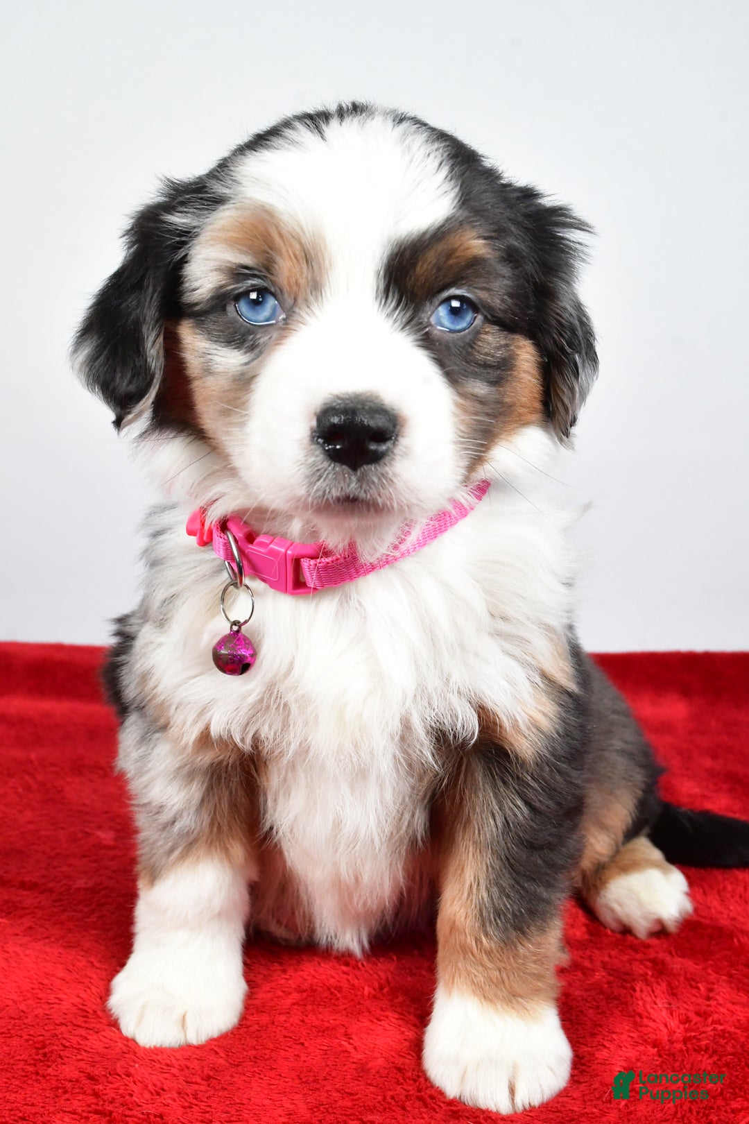 Miniature Australian Shepherd dogs for sale: Orlinda  - Ad 1