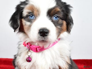Miniature Australian Shepherd dogs Orlinda - Ad 5
