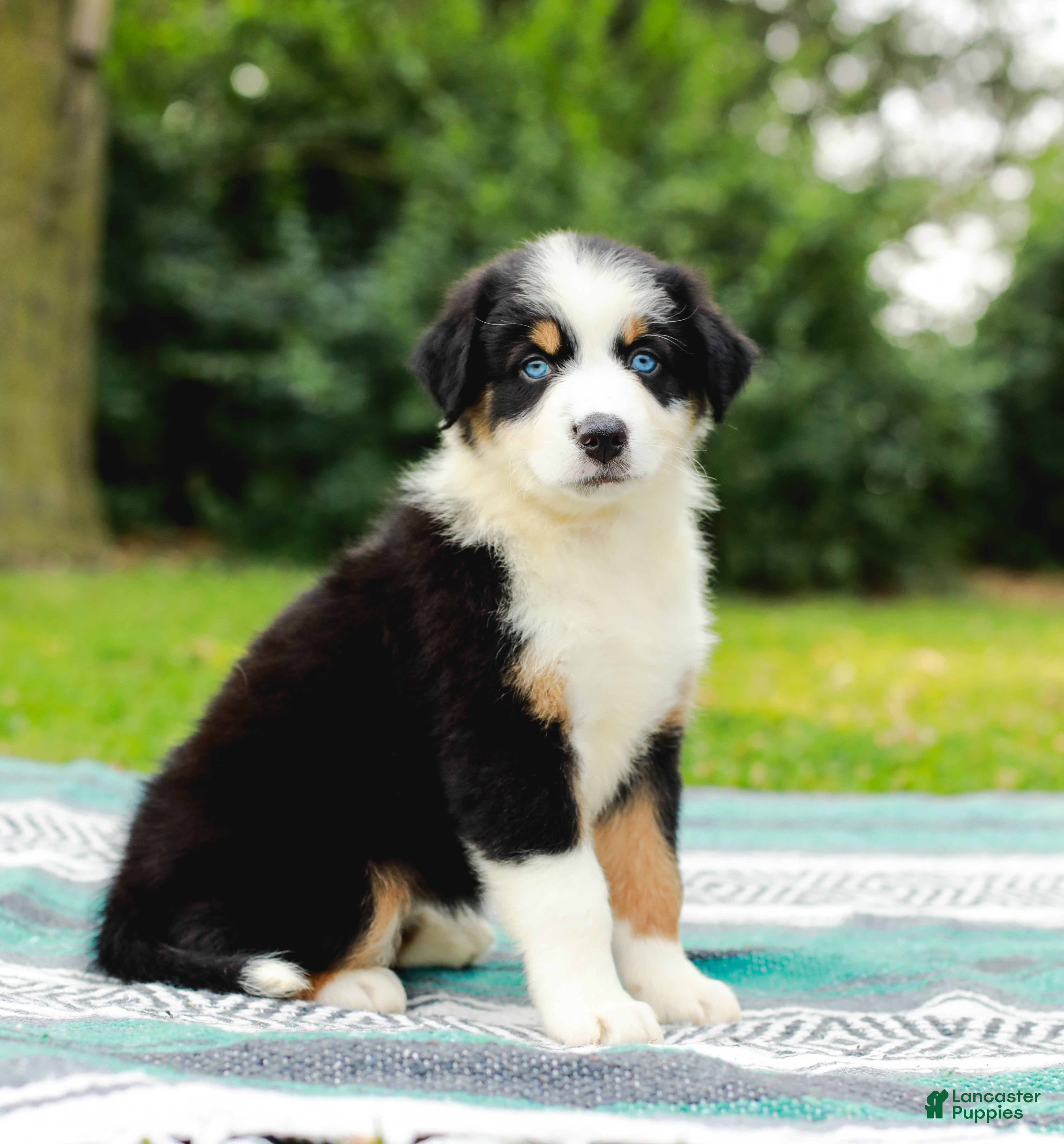 Australian Shepherd dogs Tess - Ad 2