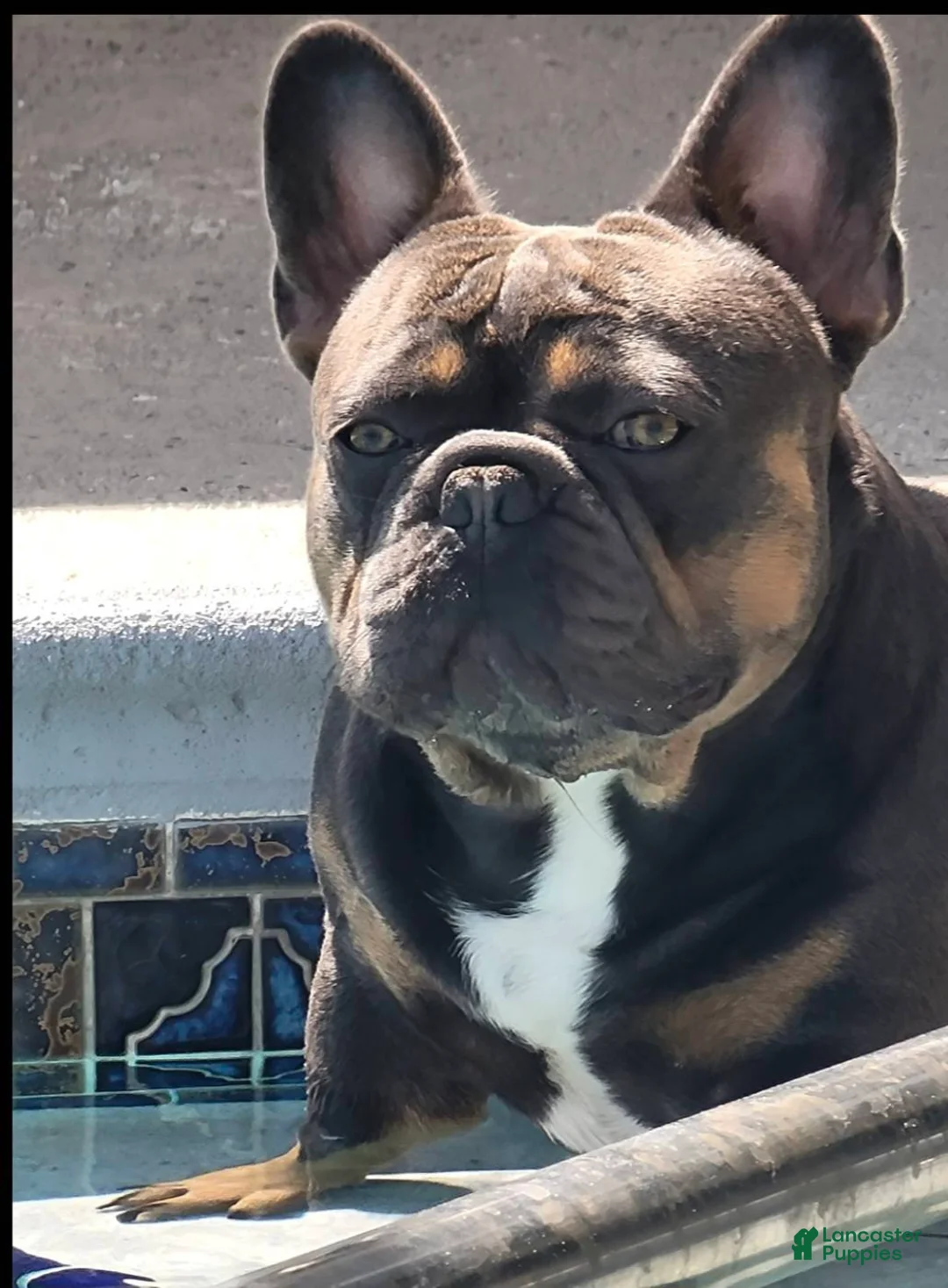 French Bulldog dogs for sale: AKC French Bulldog 💙 Blue Blaze  - Ad 16