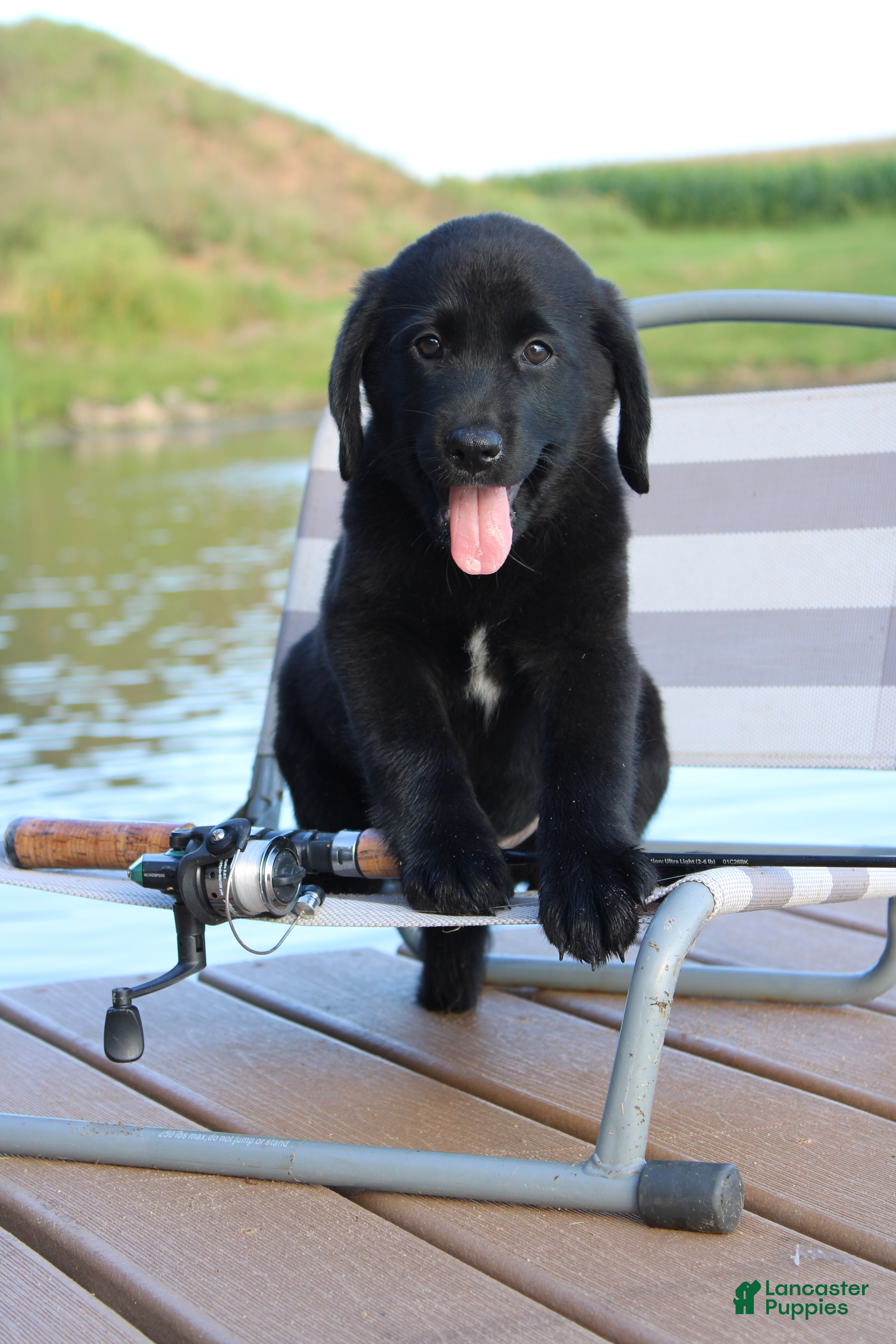 Labrador Retriever dogs Alex - Ad 2
