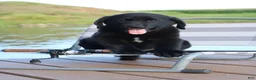 Labrador Retriever dogs for sale: Alex - Ad 2