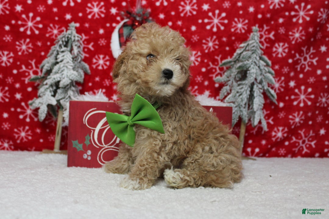 Havapoo dogs for sale: Foxtrot  - Ad 8