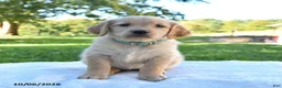 Golden Retriever dogs for sale: Abby - Ad 5