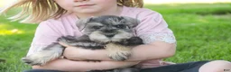 Miniature Schnauzer dogs for sale: Nancy Lynn - Ad 5