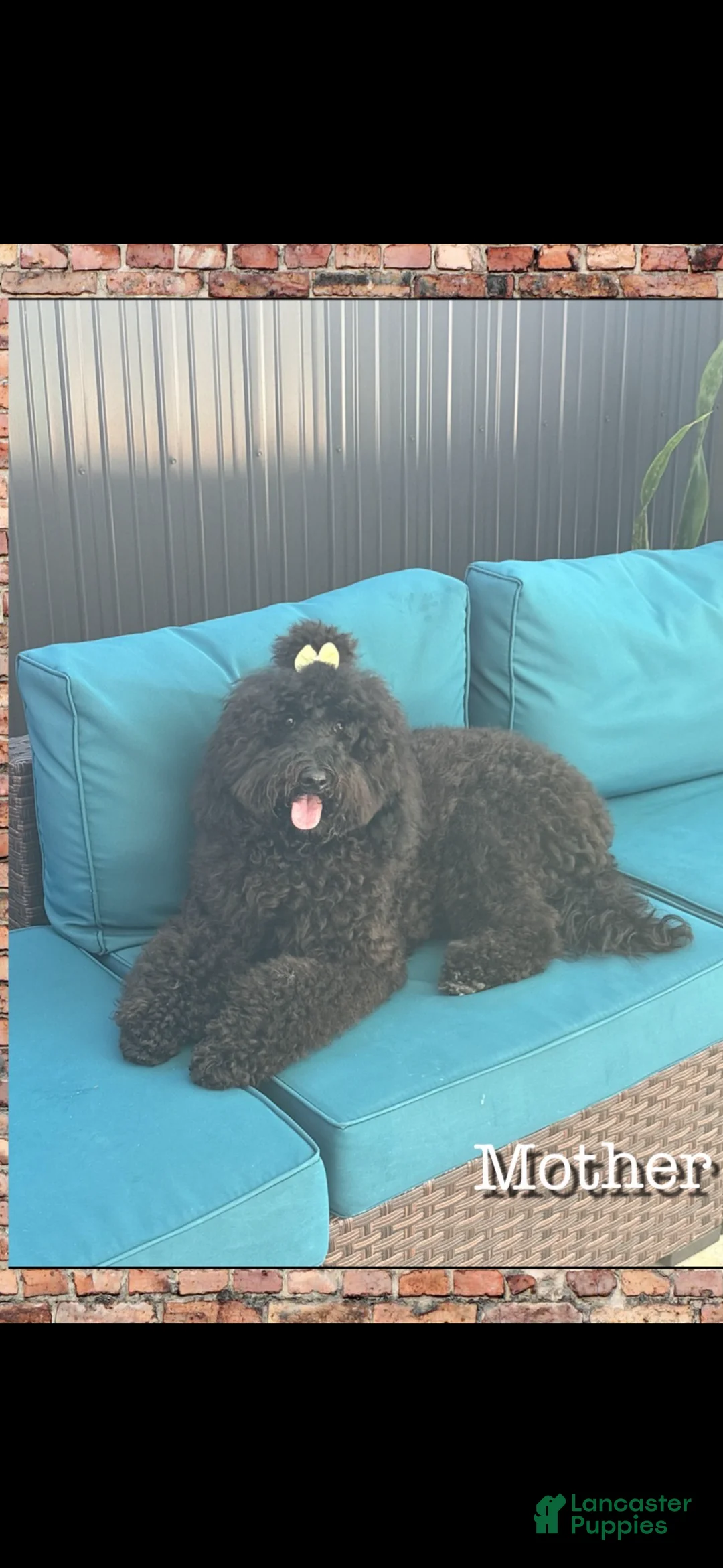 Goldendoodle dogs for sale: Goldendoodle Puppy 6 - Ad 2