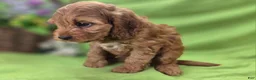 Cockapoo dogs for sale: Cashmere - Ad 5