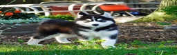 Siberian Husky dogs for sale: Stella - Ad 3