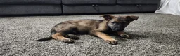 German Shepherd dogs for sale: Green Boy - Ad 2