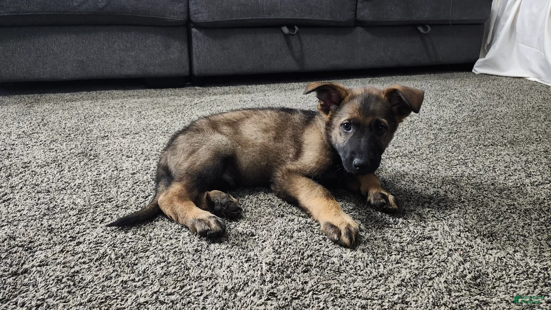 German Shepherd dogs for sale: Green Boy - Ad 2