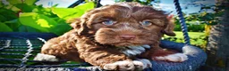Havapoo dogs for sale: Chewy - Ad 3