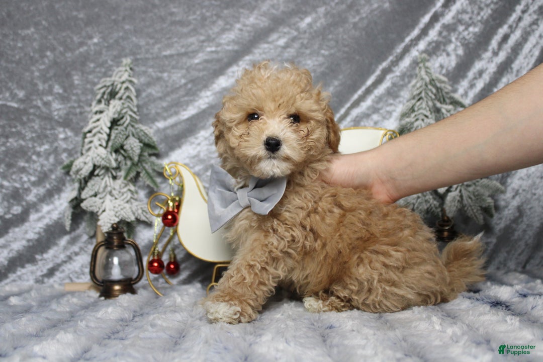 Havapoo dogs for sale: Foxtrot  - Ad 3