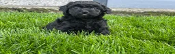 Miniature Poodle dogs for sale: Annamae Miniature Poodle Puppy  - Ad 9