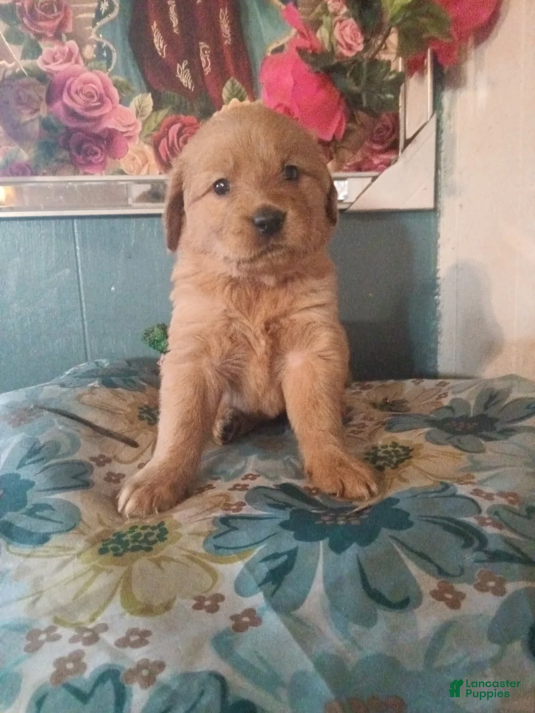 Golden Retriever dogs for sale: Girl 1 - Ad 1