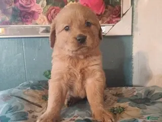 Golden Retriever dogs Girl 1 - Ad 2