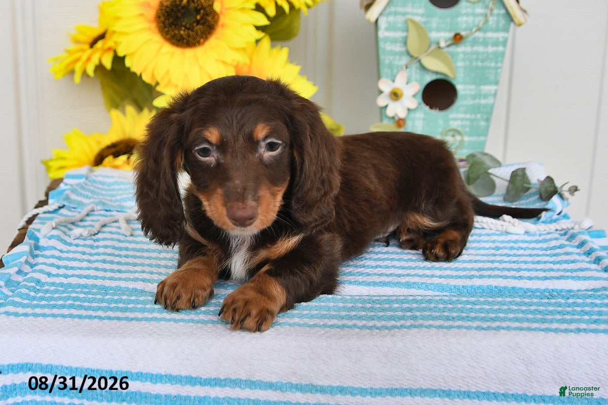 Miniature Dachshund dogs Dreamer - Ad 2