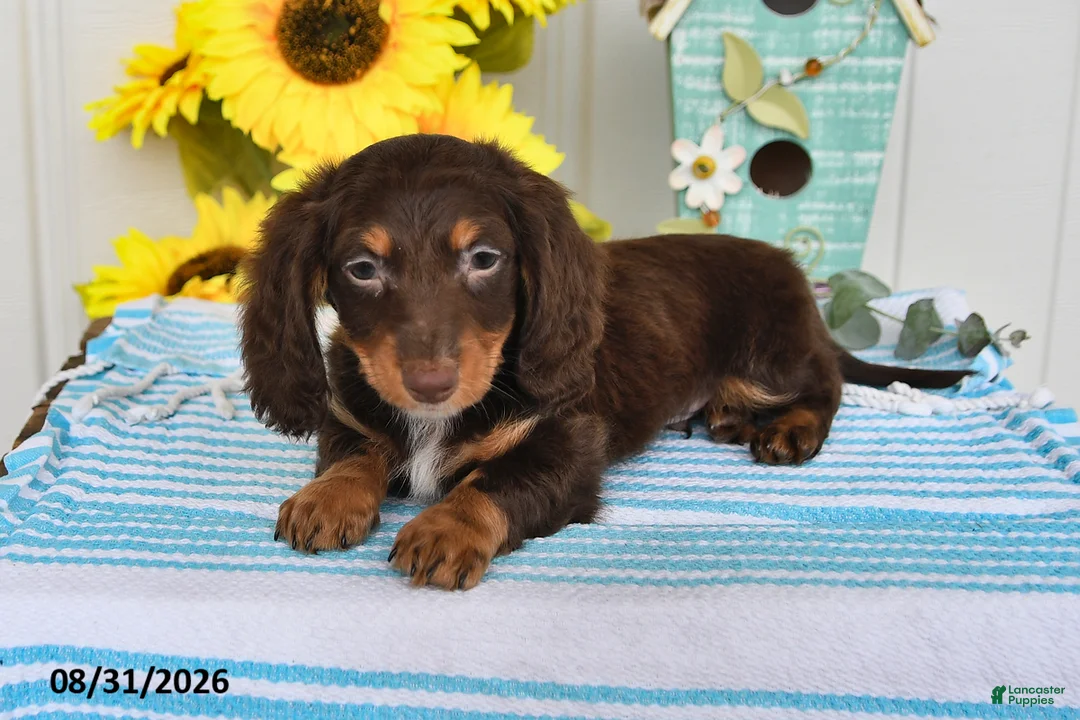 Miniature Dachshund dogs for sale: Dreamer - Ad 2