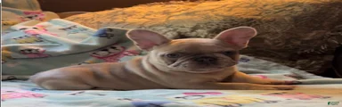 French Bulldog 3