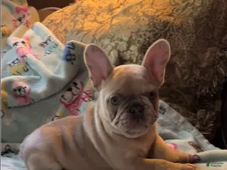 French Bulldog dogs French Bulldog 3 - Ad 29