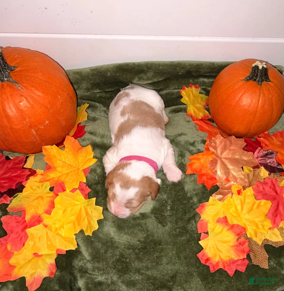 Brittany Spaniel dogs for sale: Brittany Spaniel 5 - Ad 2