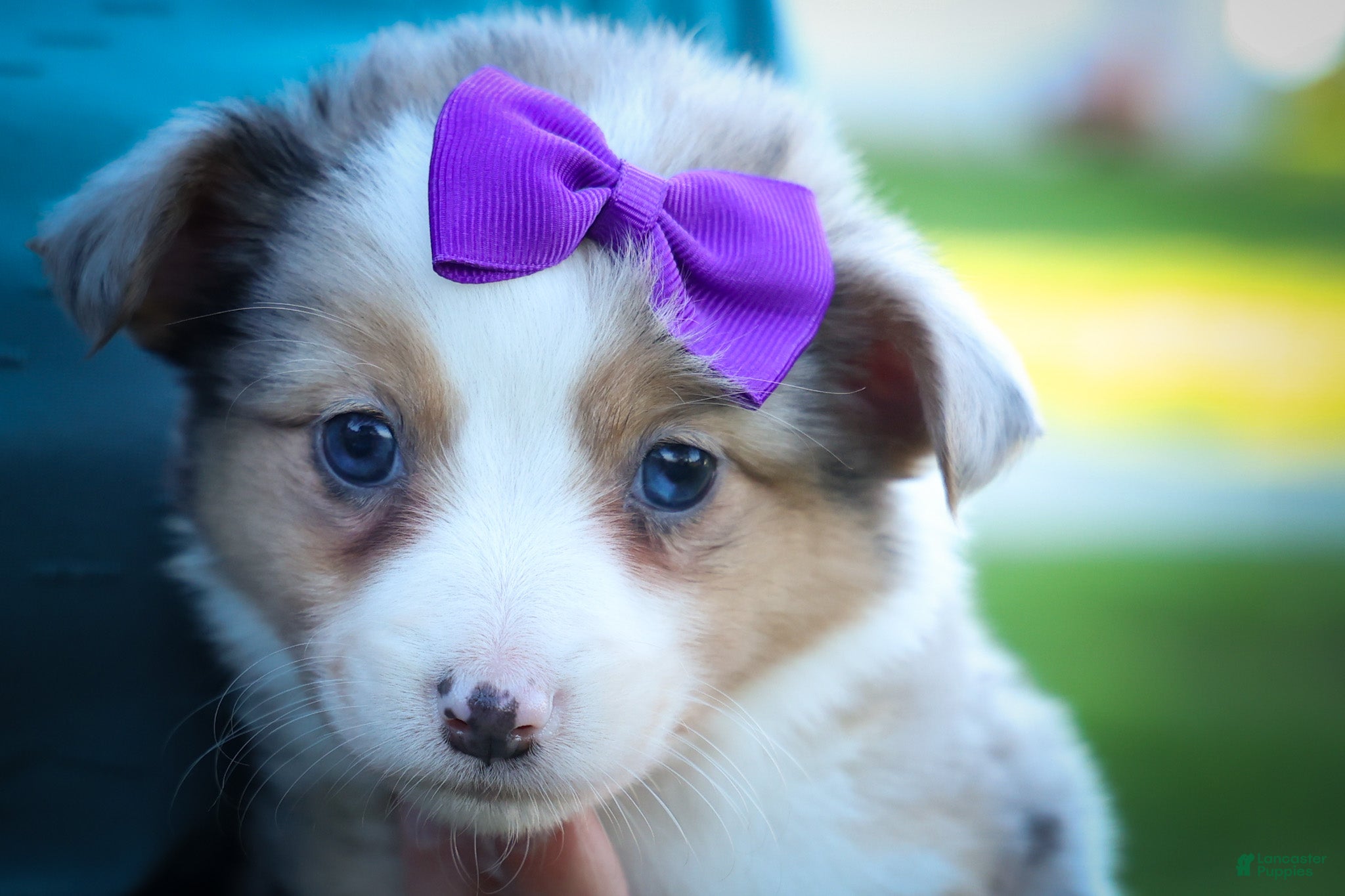 Mixed Breed dogs Gloria🩷  - Ad 1