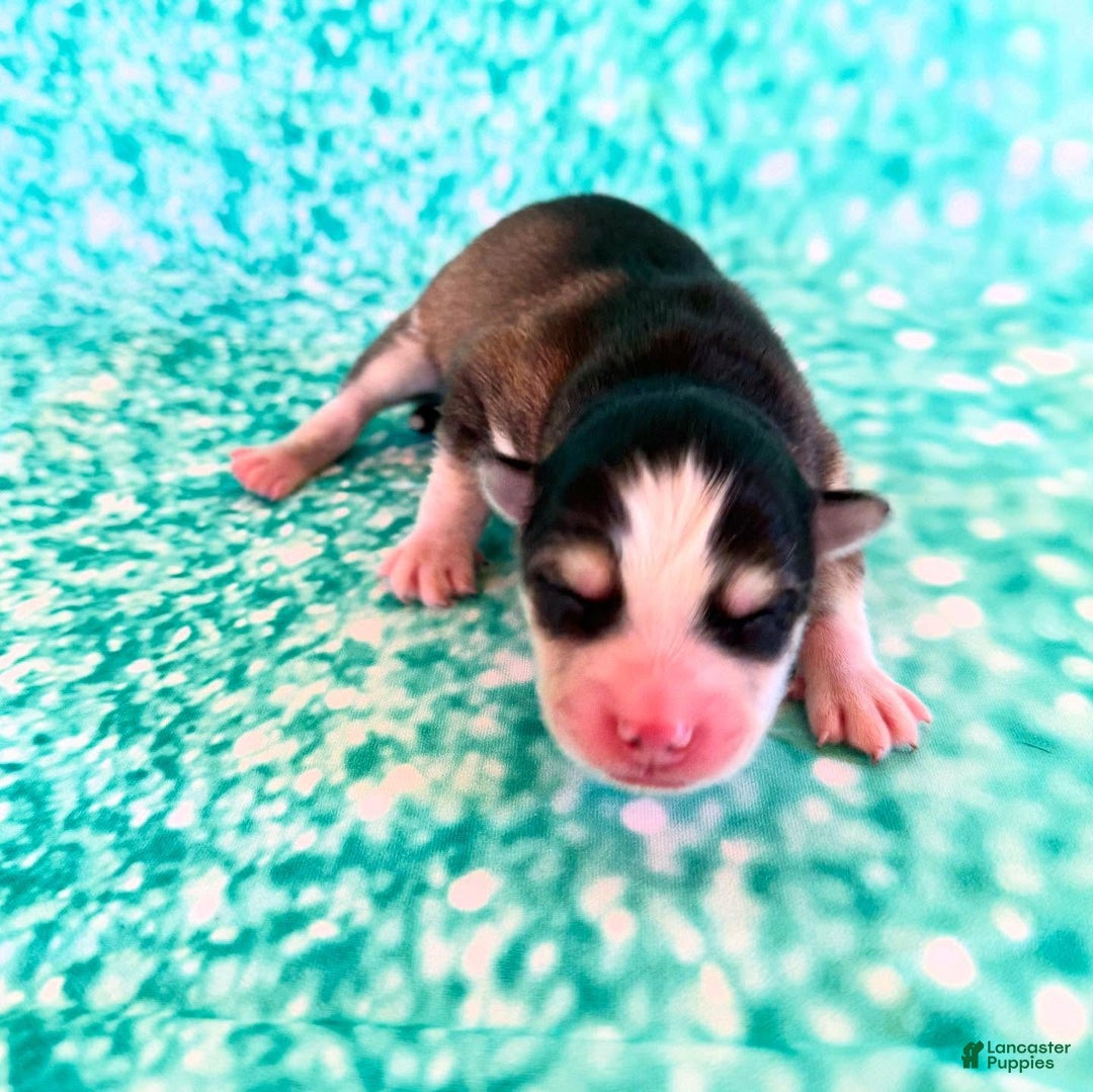 Pomsky dogs for sale: Cleo - Ad 11