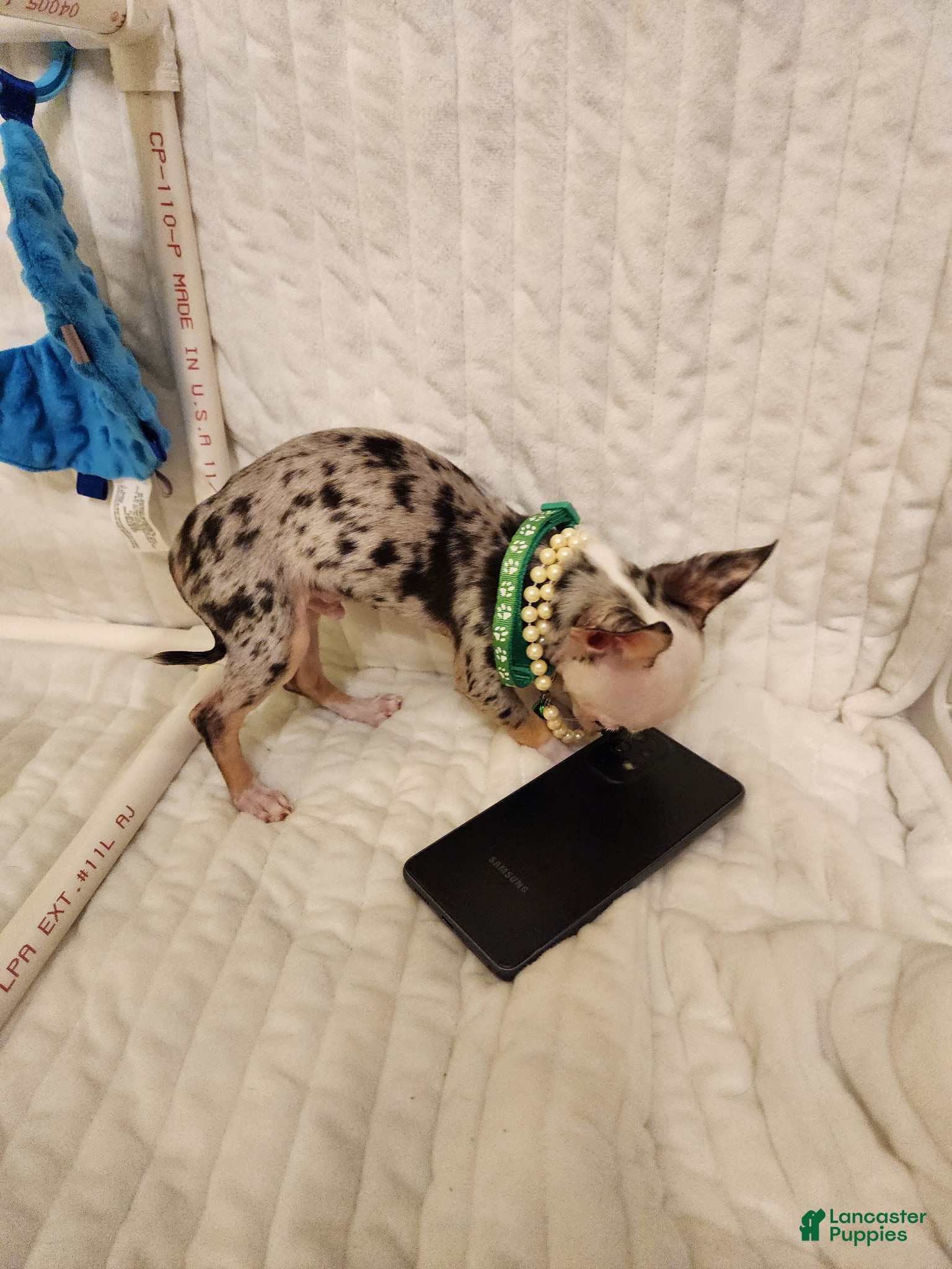 Chihuahua dogs Toy jojo - Ad 2