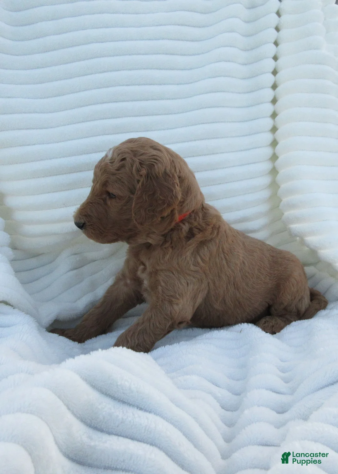 Goldendoodle dogs for sale: Painter - Ad 1