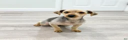 Yorkiepoo dogs for sale: Bear - Ad 6