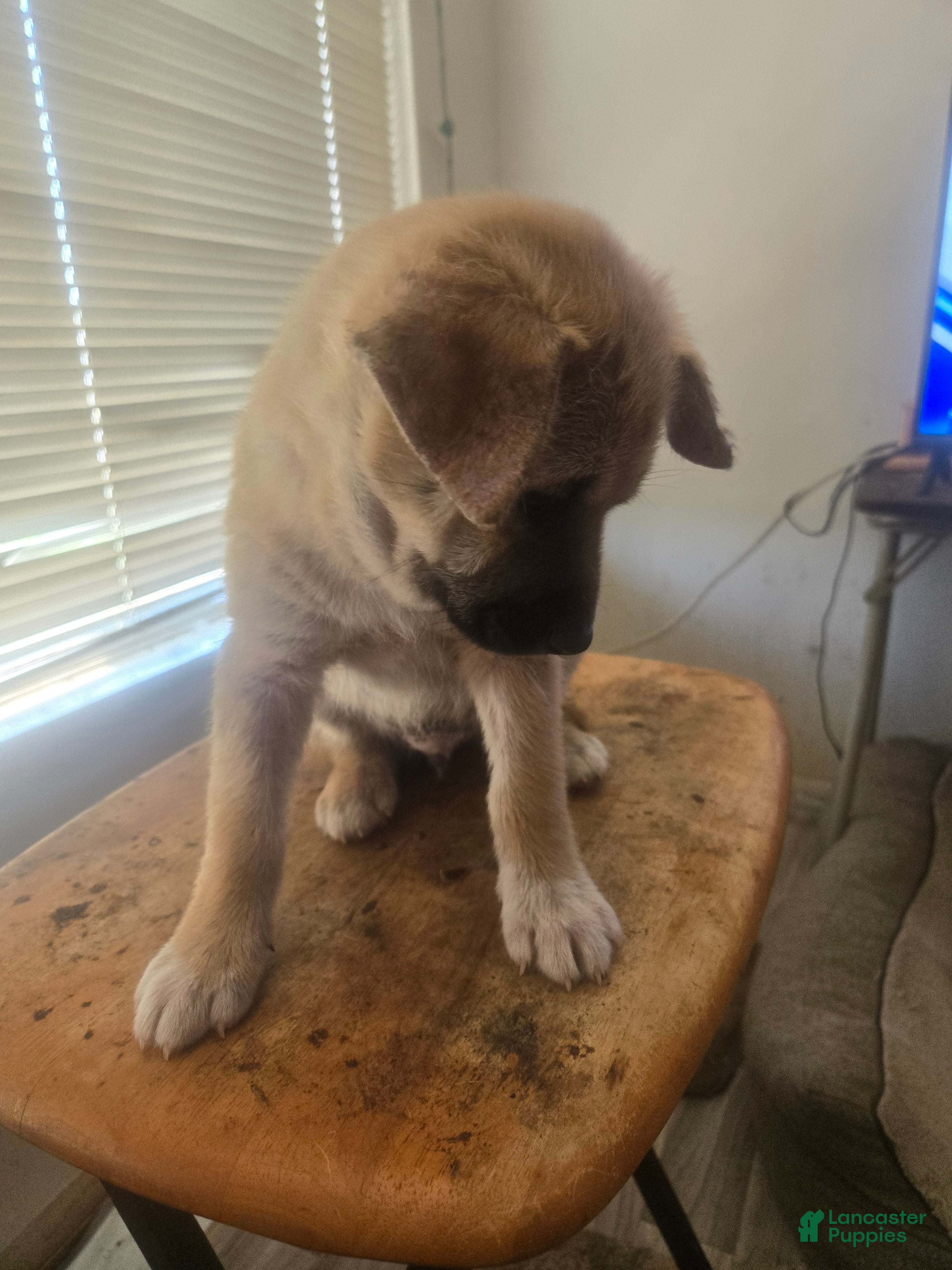 Mixed Breed dogs Big Brown - Ad 34