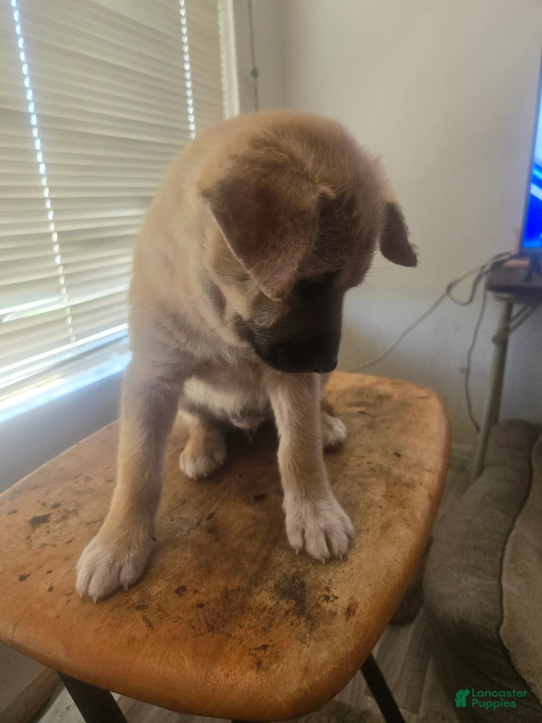 Mixed Breed dogs for sale: Big Brown - Ad 1