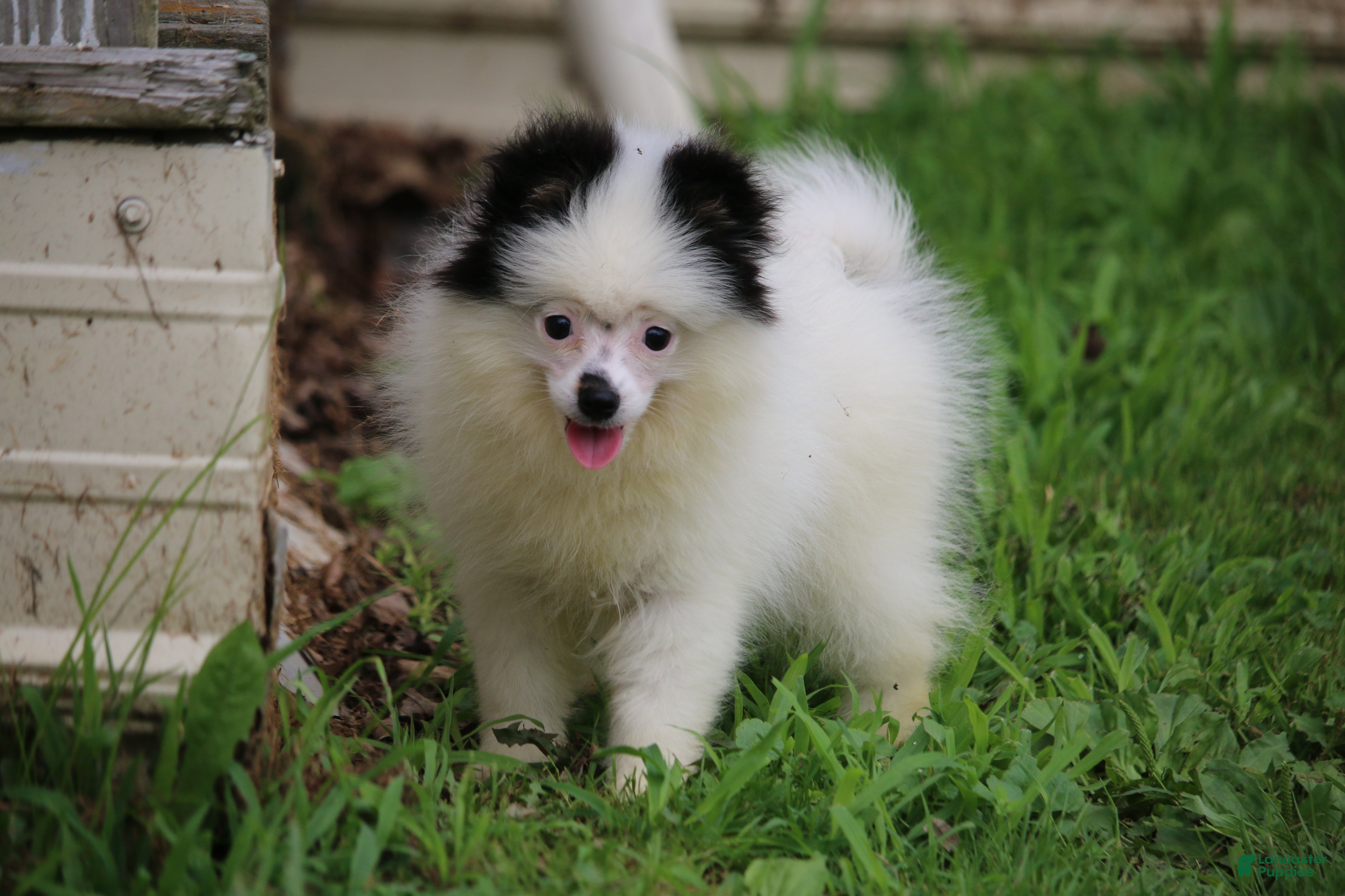 Pomsky dogs Tilly  - Ad 1