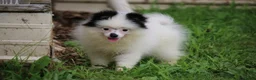Pomsky dogs for sale: Tilly  - Ad 1