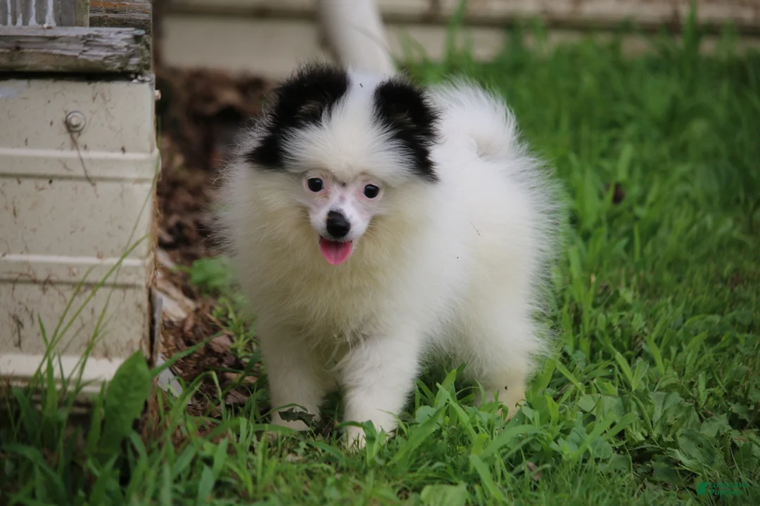 Pomsky dogs for sale: Tilly  - Ad 1
