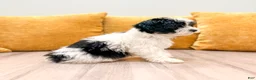 Havanese dogs for sale: Callie - Ad 5
