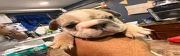 French Bulldog dogs for sale: Callie - Ad 2