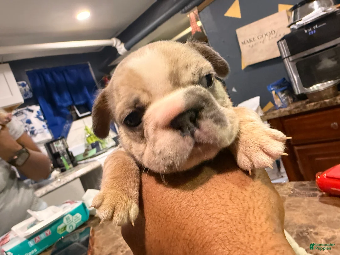 French Bulldog dogs for sale: Callie - Ad 2