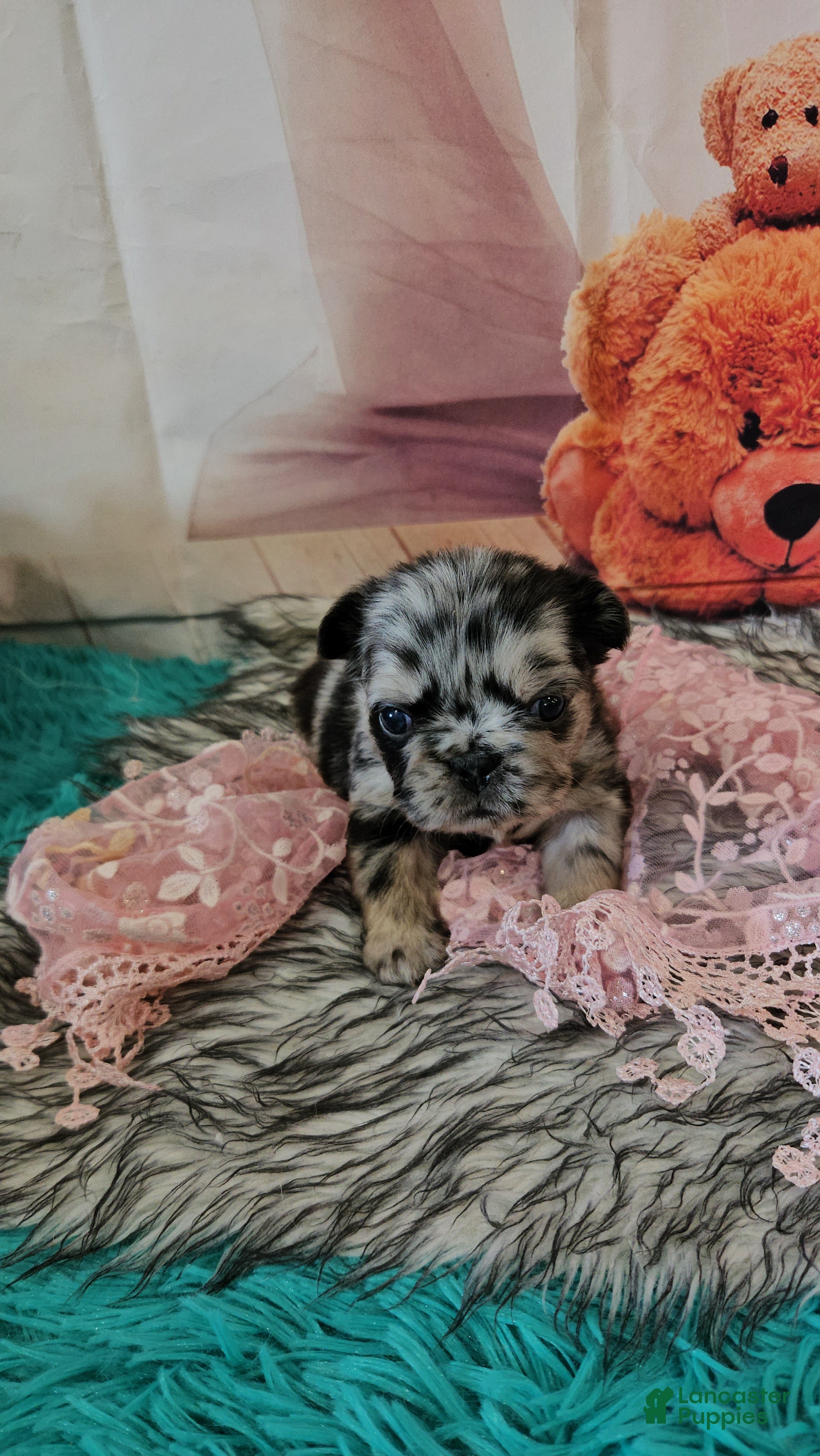 French Bulldog dogs French Bulldog Puppy 3 - Ad 1